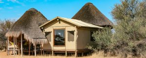 kalahari dunes ondili eland